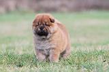 CHOW CHOW 314